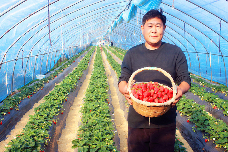 2025��ɽ�|��ݮ�a(ch��n)�I(y��)����A�M���_�����f���R�ϲ�ݮ�@��ժ�ý�